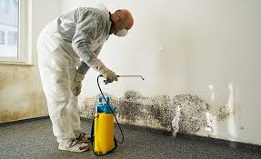 Best Black Mold Removal  in Dalhart, TX