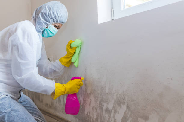 Best Crawl Space Mold Remediation  in Dalhart, TX