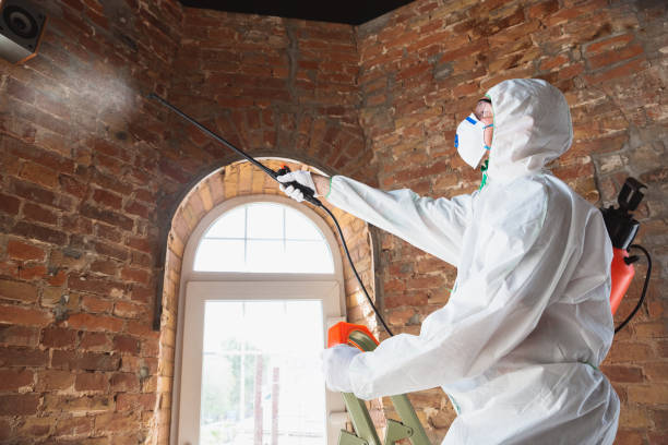 Best Mold Damage Restoration  in Dalhart, TX