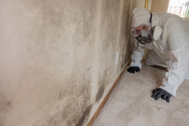 Best Basement Mold Removal  in Dalhart, TX