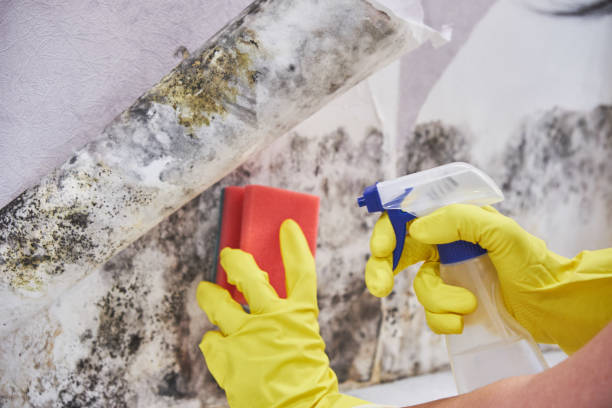 Best Attic Mold Removal  in Dalhart, TX